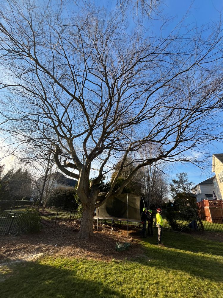 All Photos for Diversified Tree Company in Trinity, NC