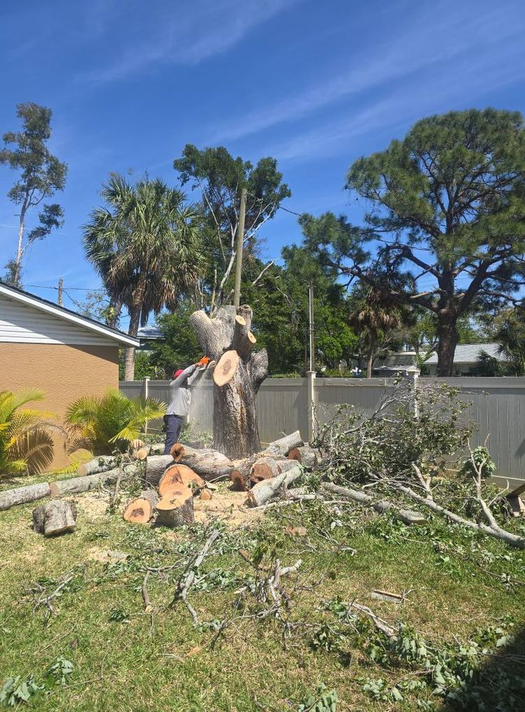 Our Tree Removal service ensures safe and efficient removal of unwanted or hazardous trees, protecting your property and enhancing its aesthetics. Trust our experts for reliable, professional results tailored to your needs. for Sanchez Tree Service in Largo, FL