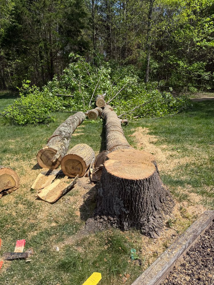 All Photos for Kadin’s Tree Service in North Vernon, IN