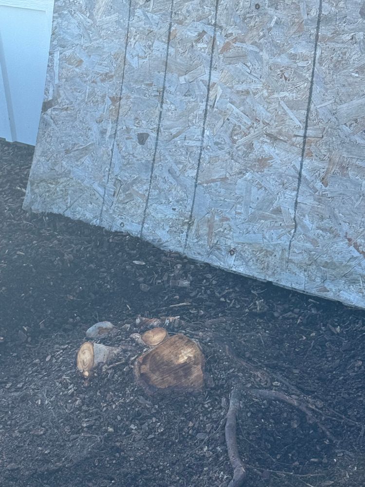 Tree Removal for Superior Lawn and Tree in Clifton, TX