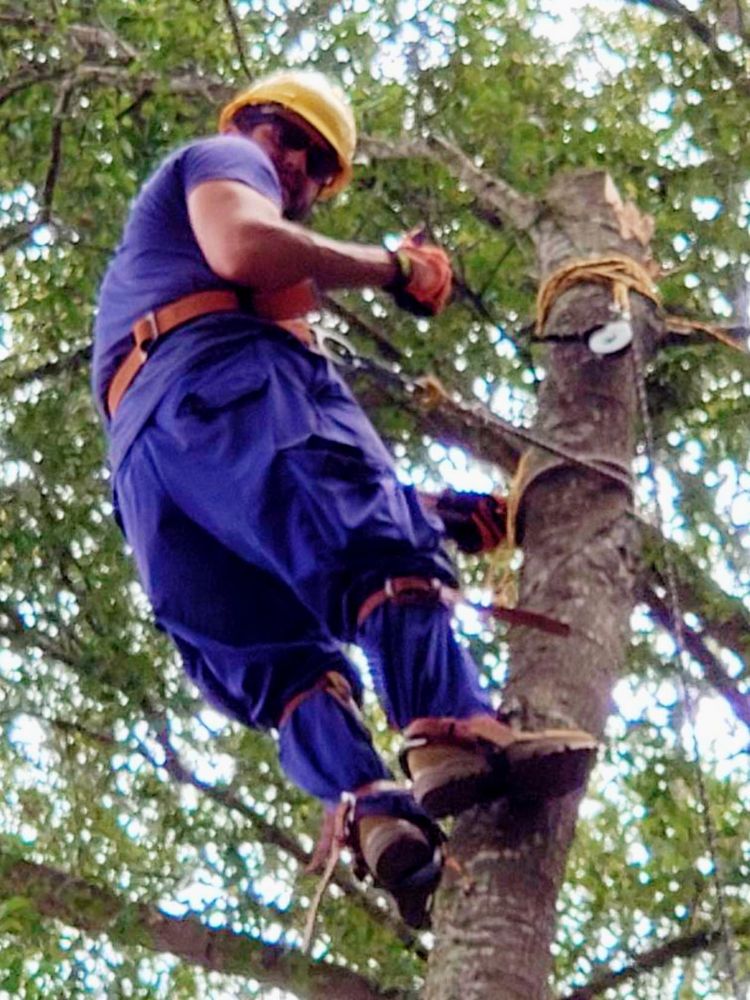 Our Tree Trimming service involves the strategic removal of branches to maintain tree health, improve aesthetics, and prevent safety hazards. Trust our skilled team to enhance your property's greenery. for The Third Day Land Management Company  in Tampa,  FL