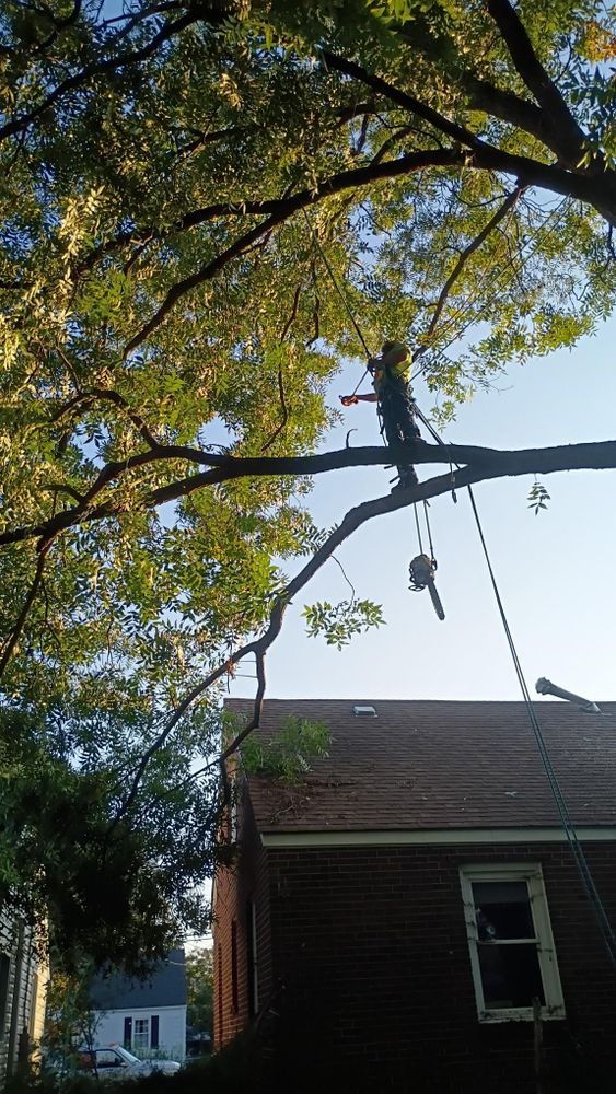 All Photos for Country Cutters Tree Service in Prince George, VA