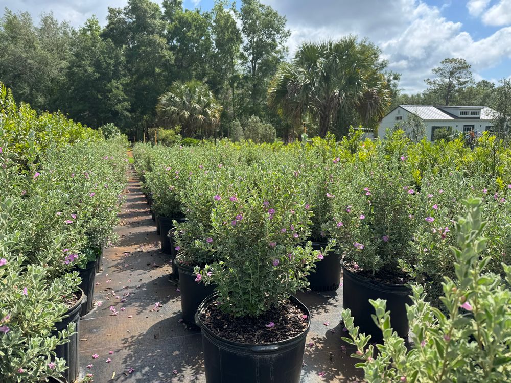 All Photos for Southern Roots Tree Farm in Crystal River, FL