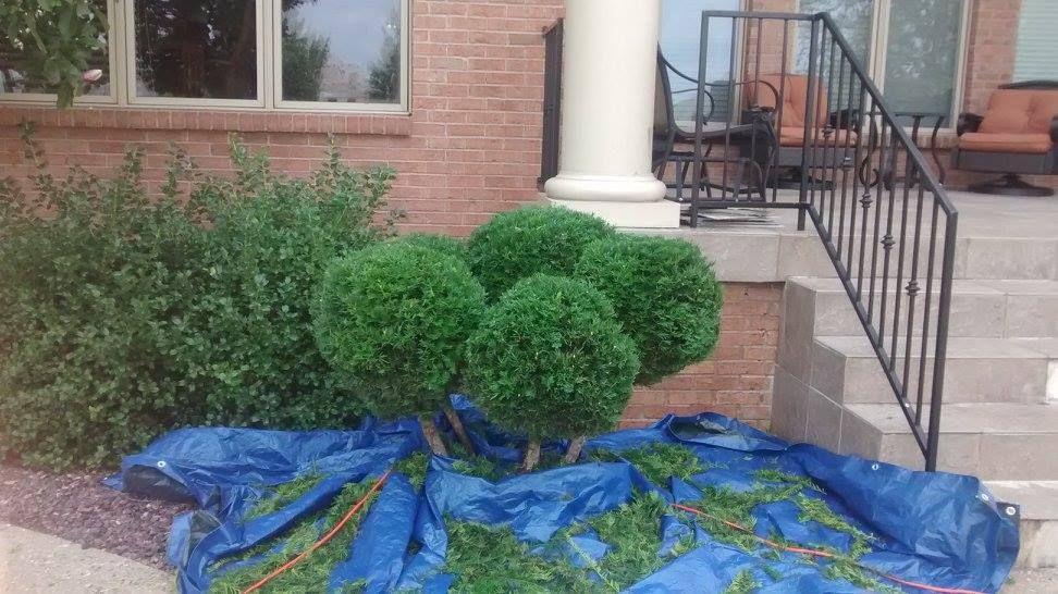 Our shrub trimming service ensures your greenery is perfectly shaped and healthy, enhancing curb appeal while promoting growth. Trust our experts for meticulous care of your shrubs all year round. for Evolutions Property Maintenance in Louisville, KY