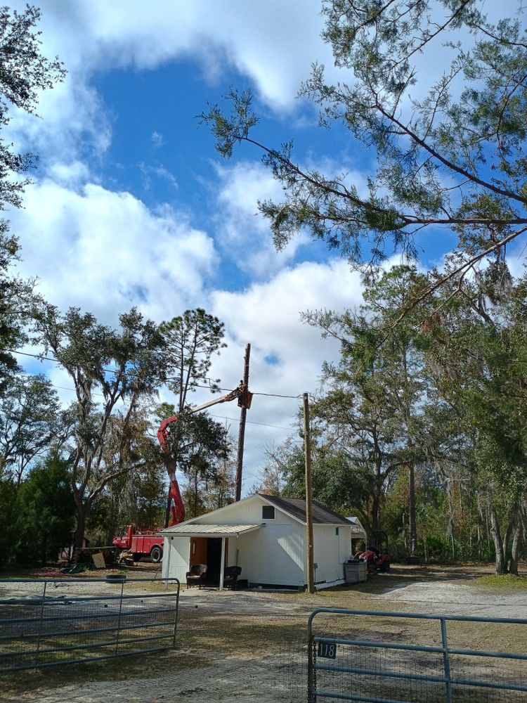 Tree Removal for Asbell's Tree & Land Services in Gilchrist County, FL