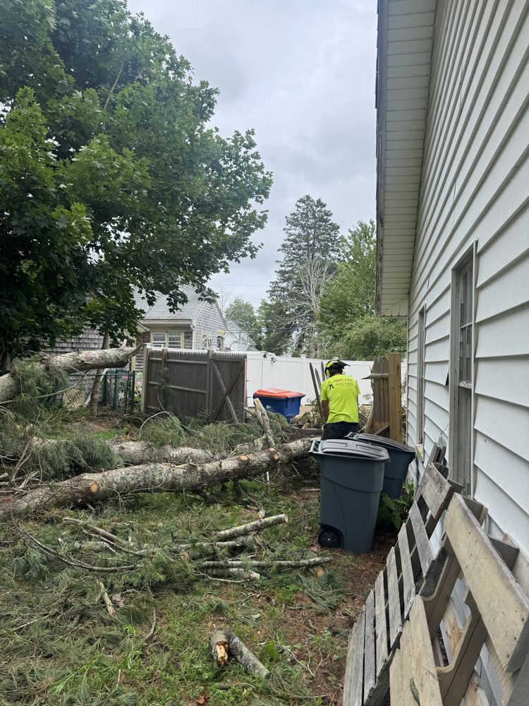 Tree Removal for Robery's Tree Service in West Wareham, MA