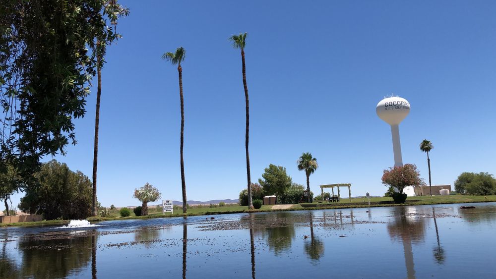 Tree Removal for Oliver L. Palm & Tree services in Yuma County, AZ