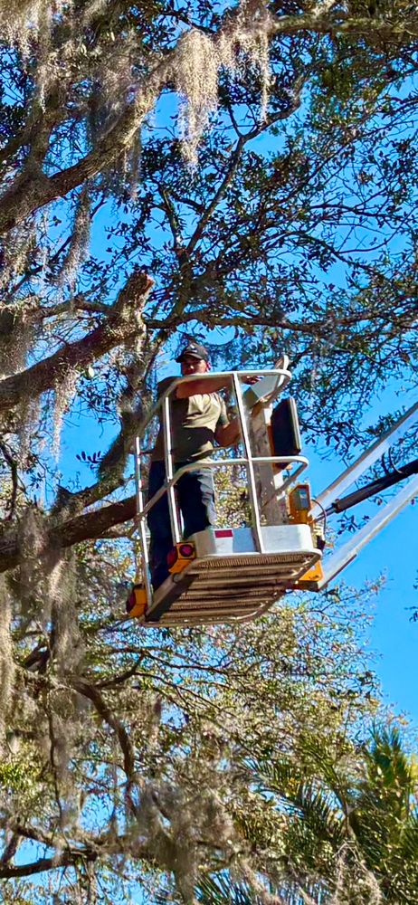 All Photos for Top Notch Tree Experts in Orange Park, FL