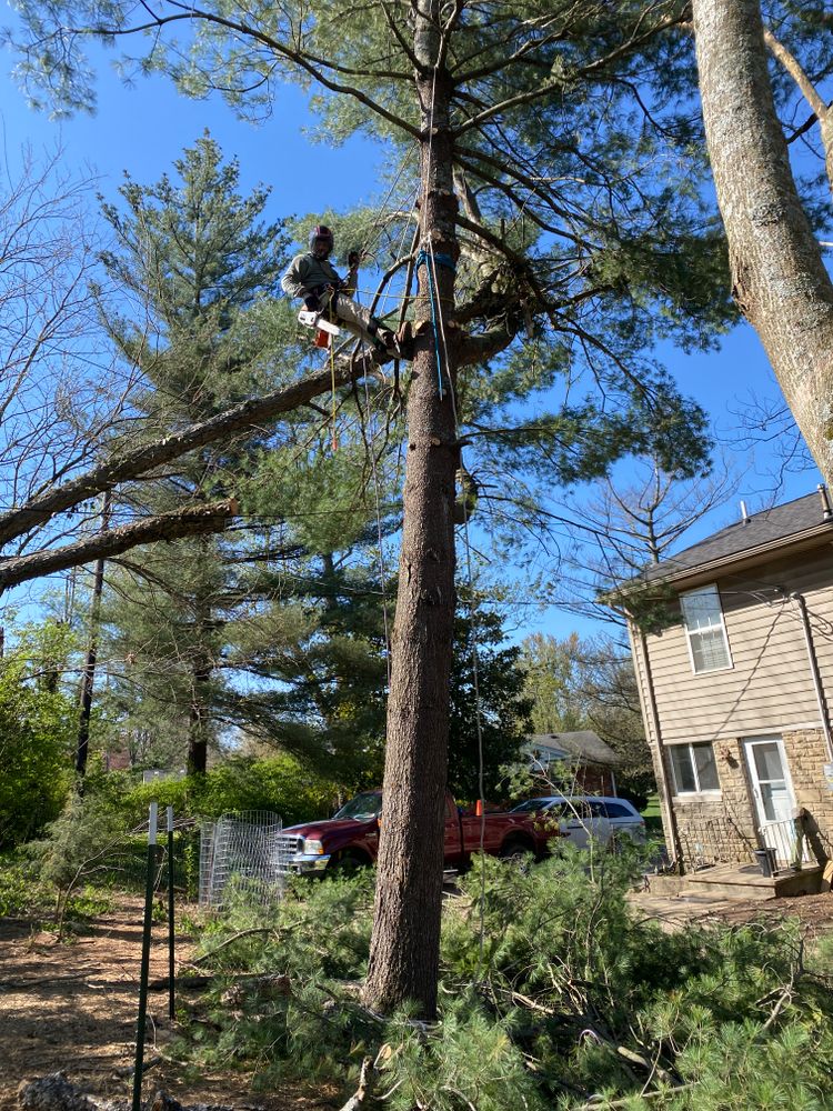 All Photos for Houtz Tree Service in Lexington, KY