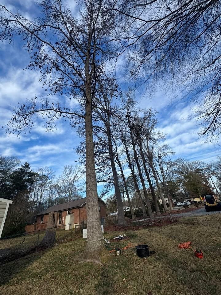 All Photos for Pedro's Tree Removal in Charlotte, NC