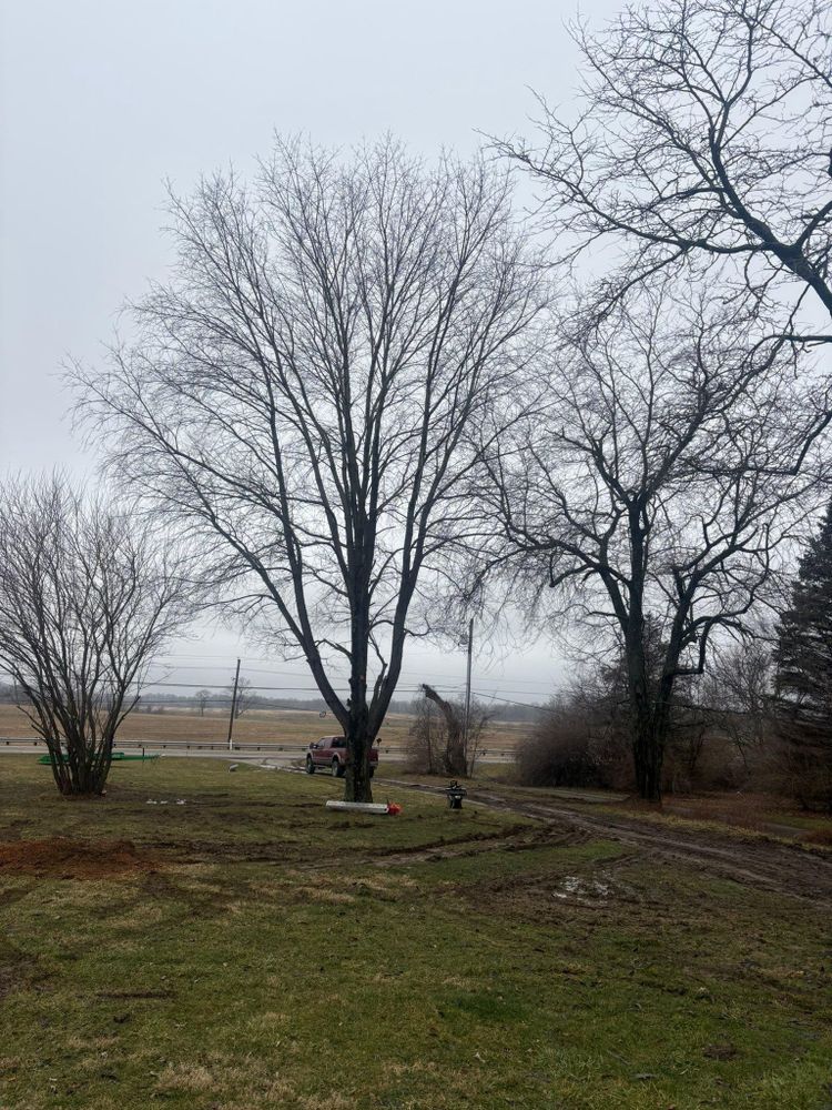 All Photos for Dig-It Tree Company in Mason, OH