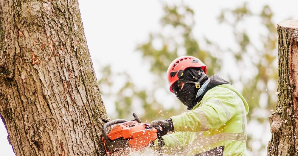 Timber Ninja Service team in Lexington, KY - people or person