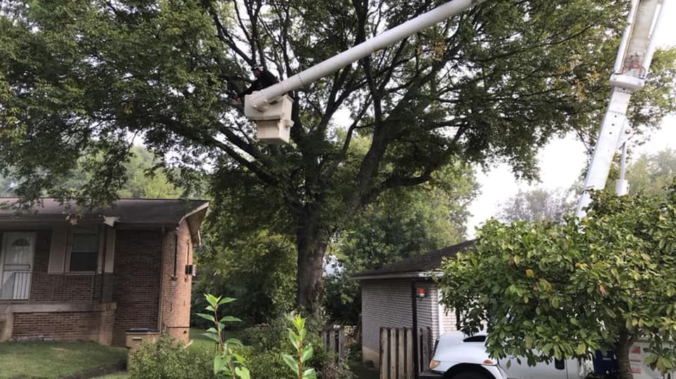 Our professional tree pruning service will enhance the health and aesthetics of your trees by removing dead or overgrown branches, improving sunlight penetration, and promoting proper growth for a beautiful landscape. for JayBird Tree Service  in Goodlettsville, TN