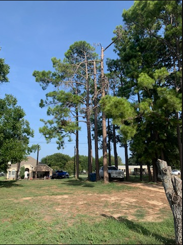 All Photos for Teague Trees and Land Clearing in Rendon, TX