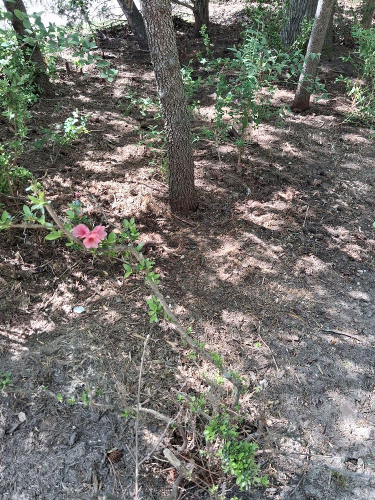 Tree Removal for Noel Velazquez Landscaping  in Williamsburg, VA