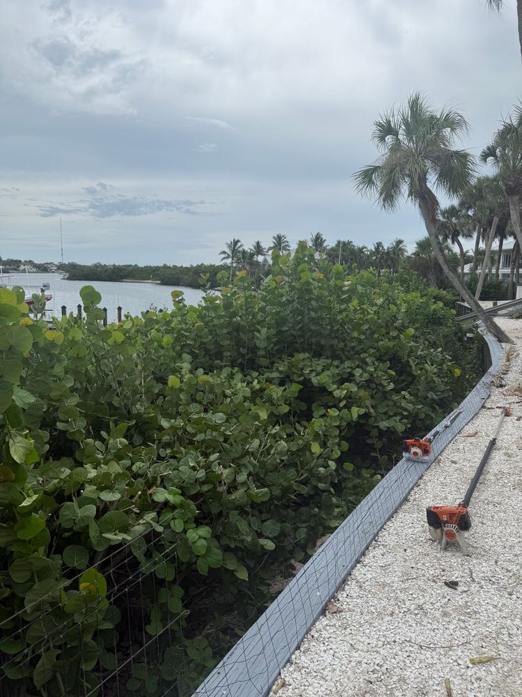 Tree Removal for Damian’s Tree Care in Sarasota, FL