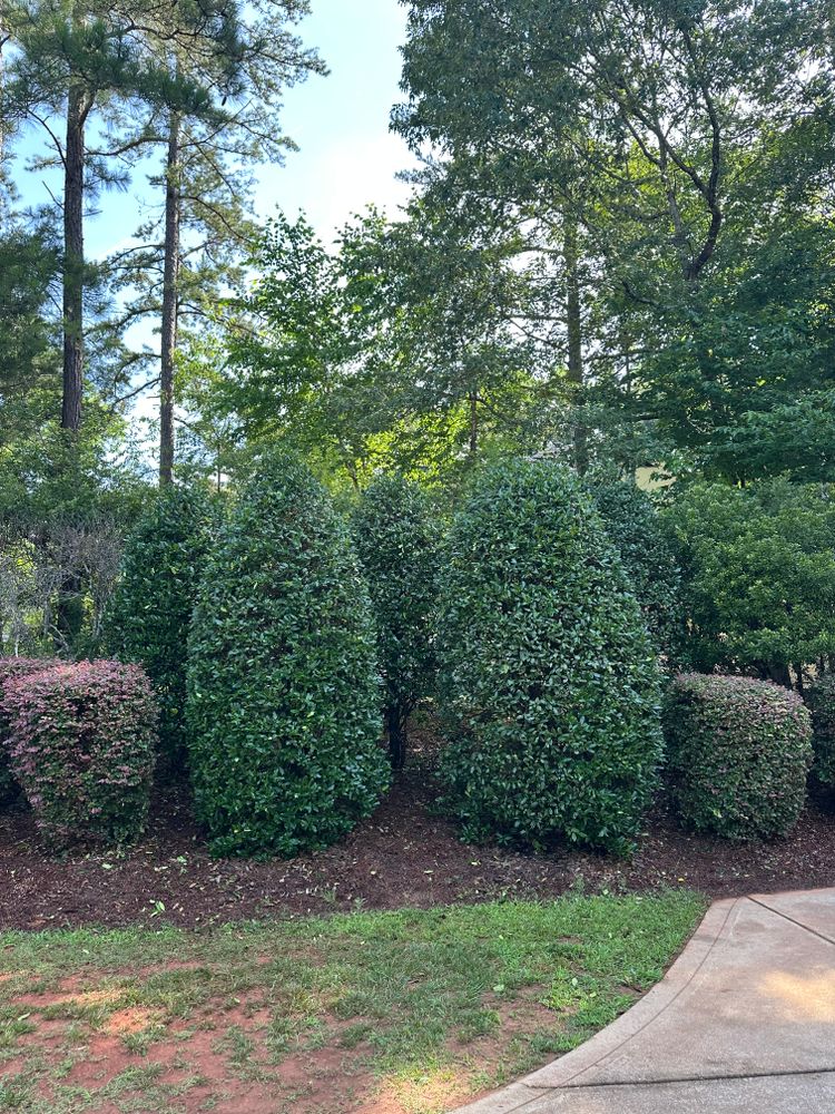 Enhance your home's curb appeal with our expert shrub trimming service. We ensure precise cuts and shaping, promoting healthy growth while maintaining the beauty and structure of your landscape. for Pecina Pine Needles in Monroe, NC