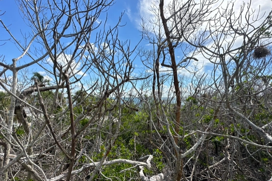 All Photos for MX Trees LLC in Englewood, FL