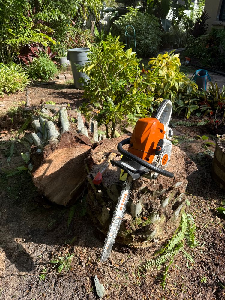 Tree Removal for Damian’s Tree Care in Sarasota, FL