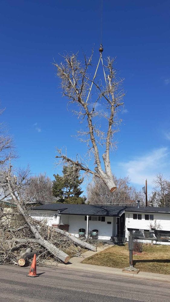 All Photos for Sloan Tree Service in Aurora, CO