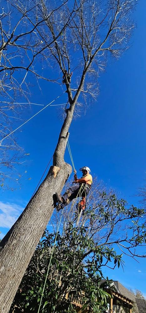 All Photos for Servin's Tree Care  in Houston, TX