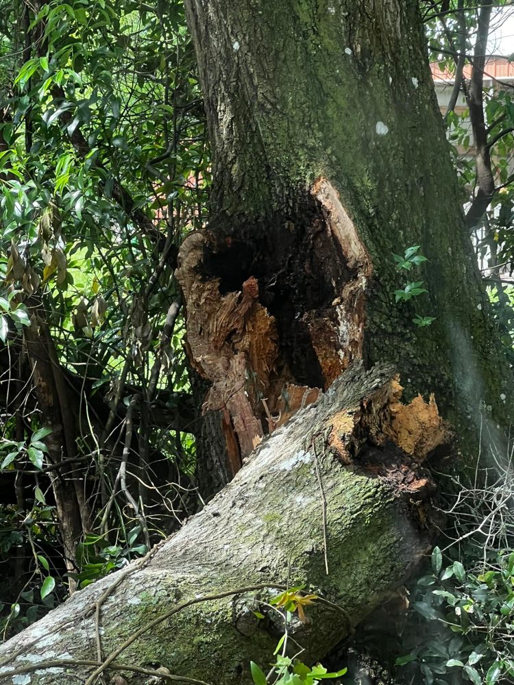 Tree Removal for Daniel Hickey’s Tree Service in DeLand, FL