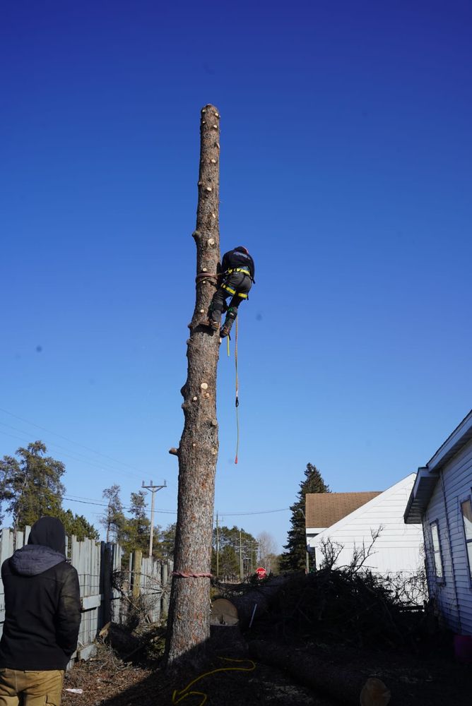 Our High Risk Removals are expertly executed to safely remove hazardous trees posing a threat to property and safety. Trust our skilled team for efficient, professional and safe solutions. for Dan's tree service in Bemidji, MN