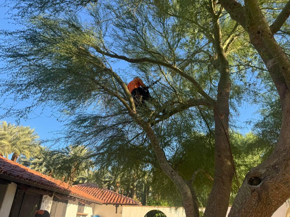 Property Clean Up for The Tree Fairy in Temecula, CA
