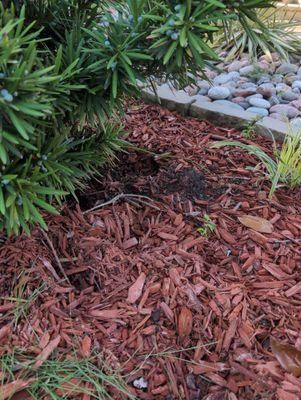 All Photos for Toppers Wildlife Removal in Garland, TX