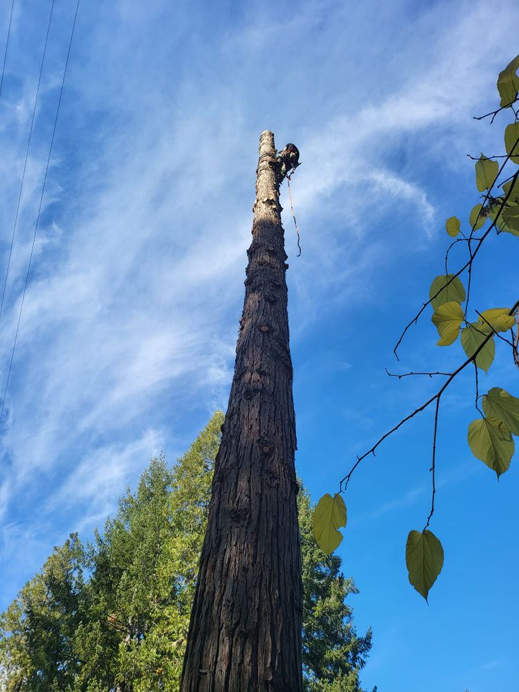 Tree Removal for Terra Heights Tree Experts & Landscaping  in Grass Valley,  CA