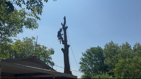 All Photos for Blu-J Tree Care in Arlington, TX