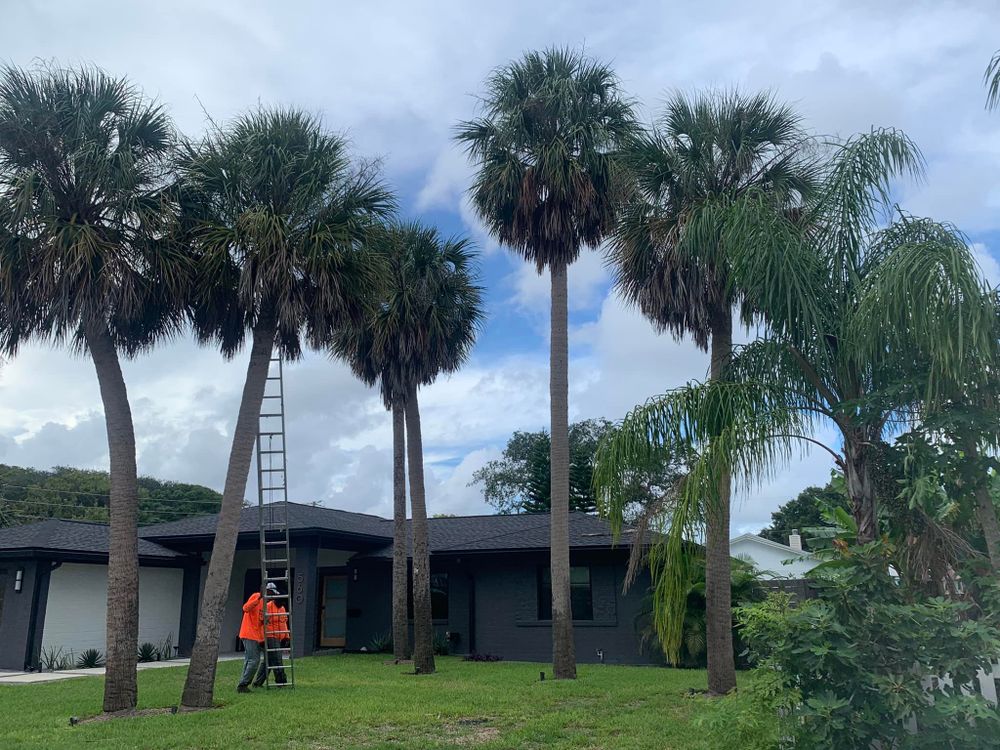 Our tree removal service provides expert care, ensuring safe and efficient trimming and removal of unwanted or hazardous trees, enhancing your landscape's beauty while maintaining the health of surrounding vegetation. for All of the Above Landscaping in Orange Park, FL