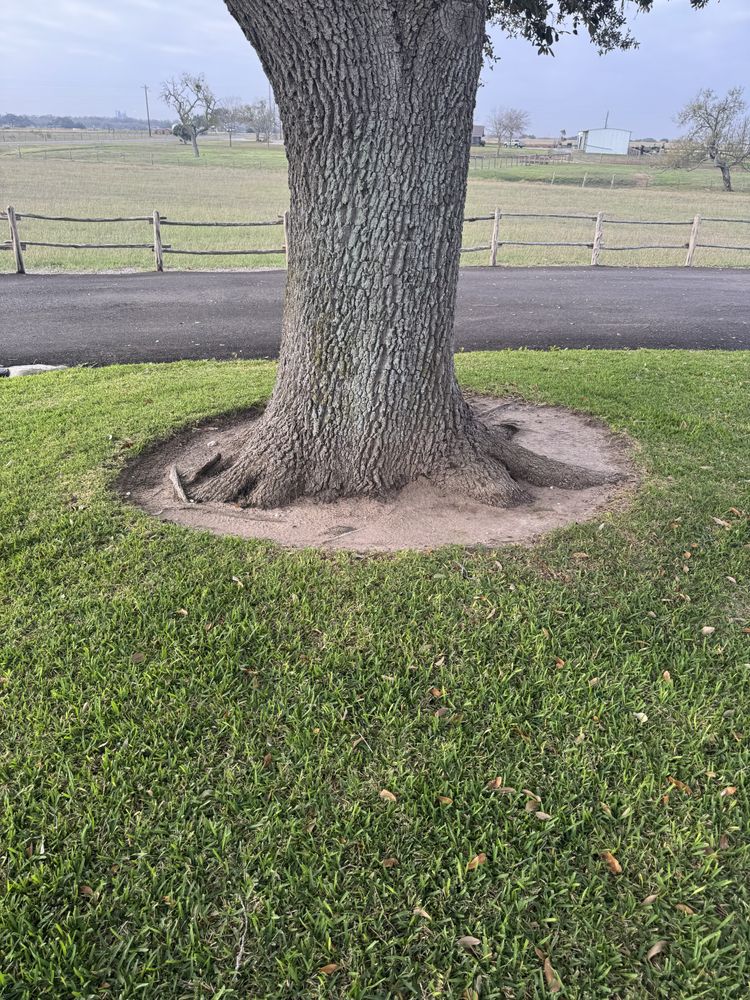 All Photos for Braun Tree Service in Floresville, Texas
