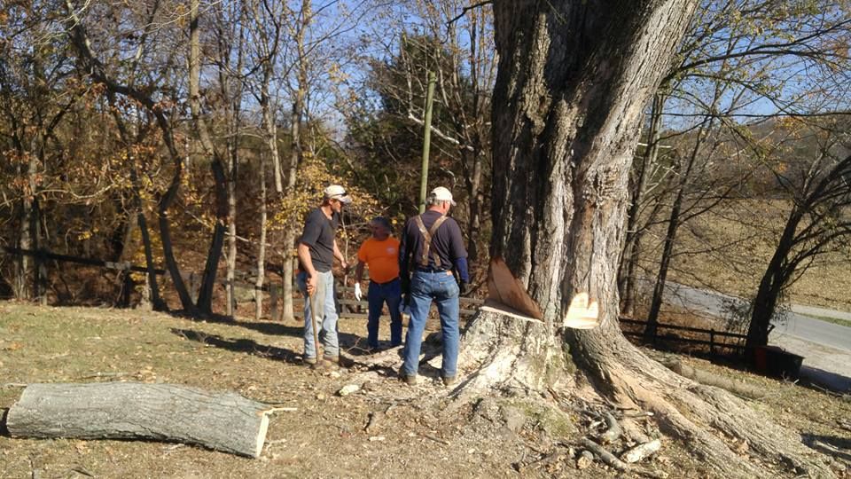 Tree Removal for Lightning Tree Service in Corydon, IN