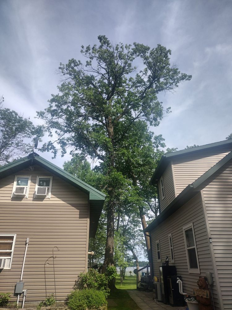 All Photos for Dan's Tree Service LLC in Bemidji, MN