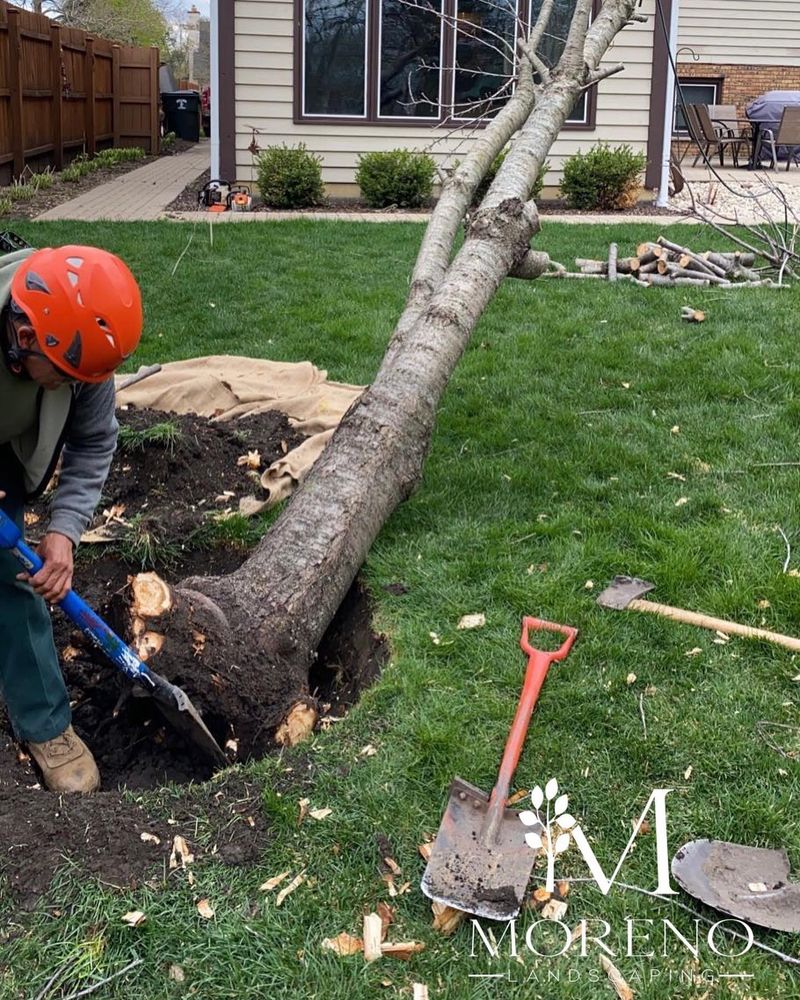 Tree Removal for Moreno Landscaping in Mundelein, IL