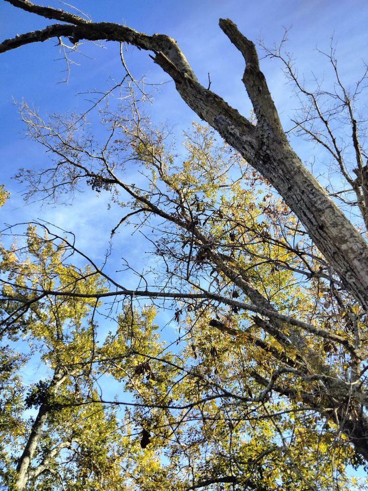 Tree Removal for J&S Tree Services  in Quitman,  TX