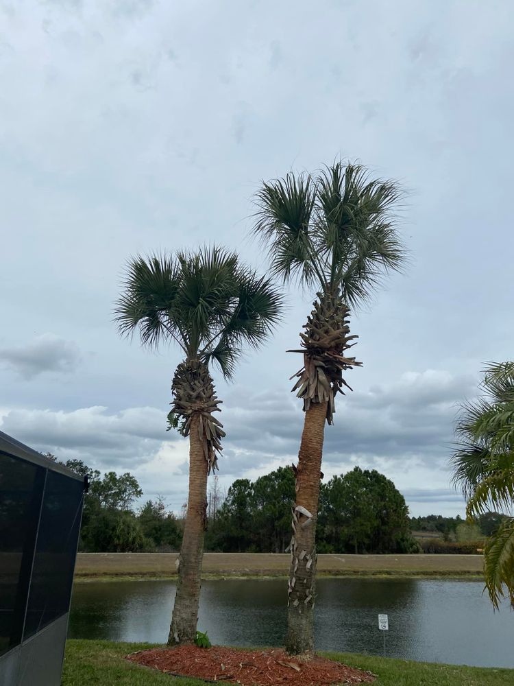 All Photos for Efficient and Reliable Tree Service in Lake Wales, FL