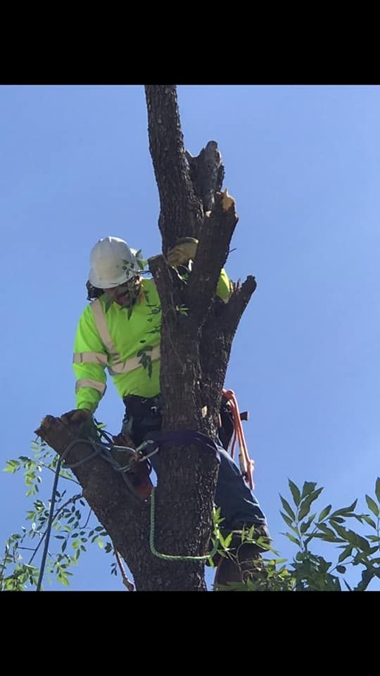 Loya's Tree Trimming and Removal team in Glendale, AZ - people or person