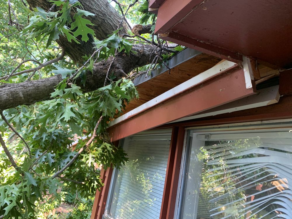 All Photos for TLC Professional Tree Service in Bedford, TX