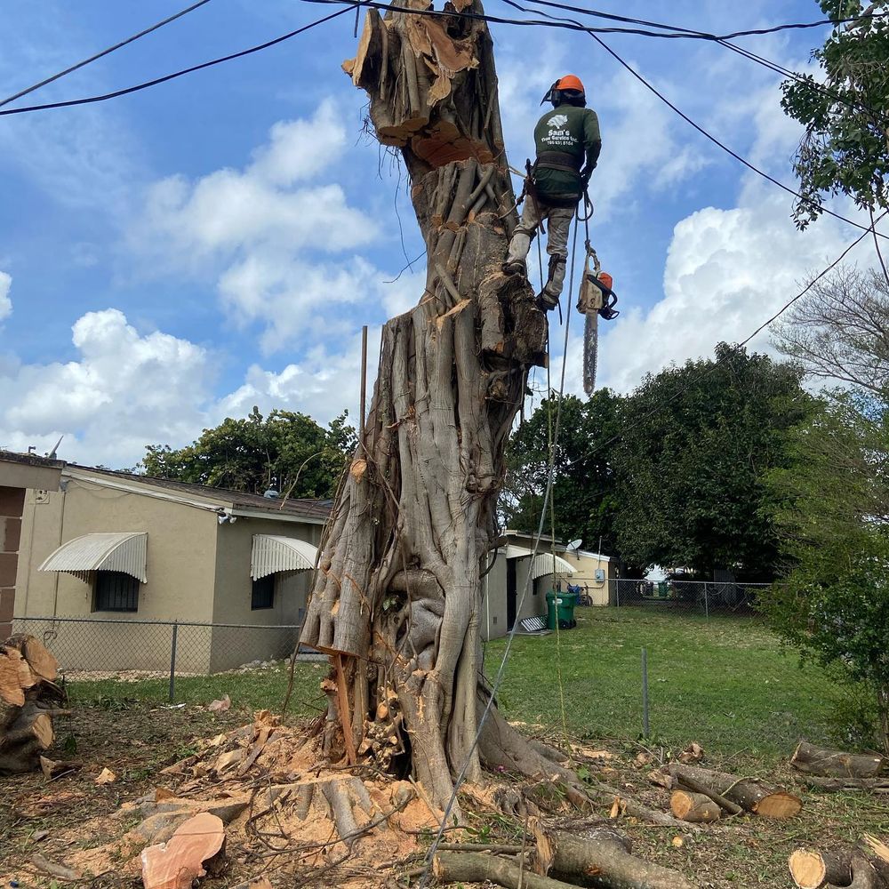 Tree Removal for Sam's Tree Service in Miami Beach,  FL