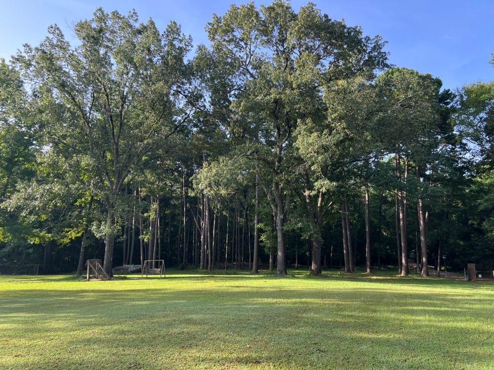 Tree Removal for Best Price Tree Service in Hallsville, TX