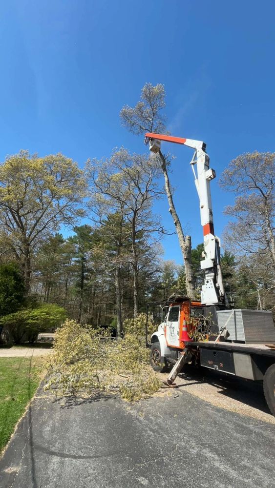Tree Removal for Dwights Tree Service LLC in Middleborough, MA