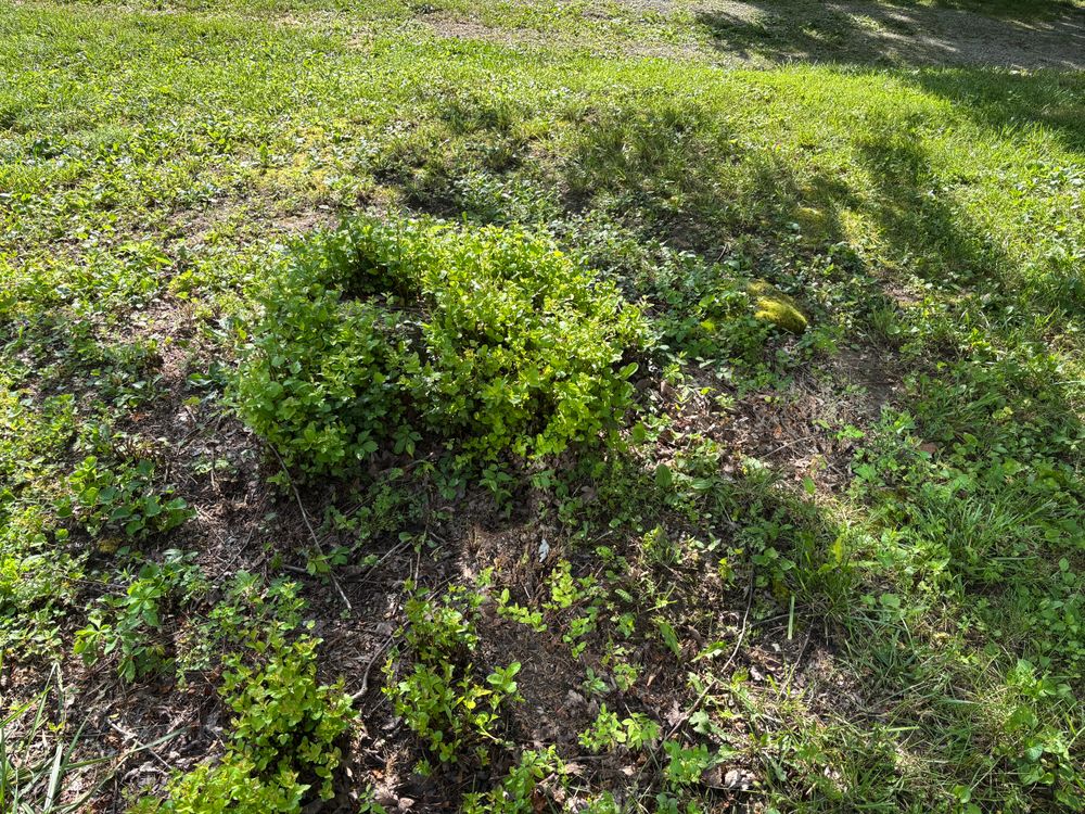 All Photos for Conrad's Stump Removal in Columbus, IN