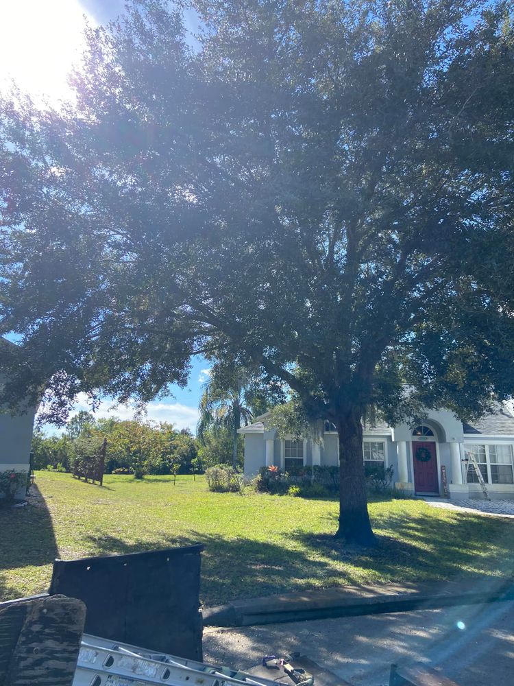 All Photos for Efficient and Reliable Tree Service in Lake Wales, FL