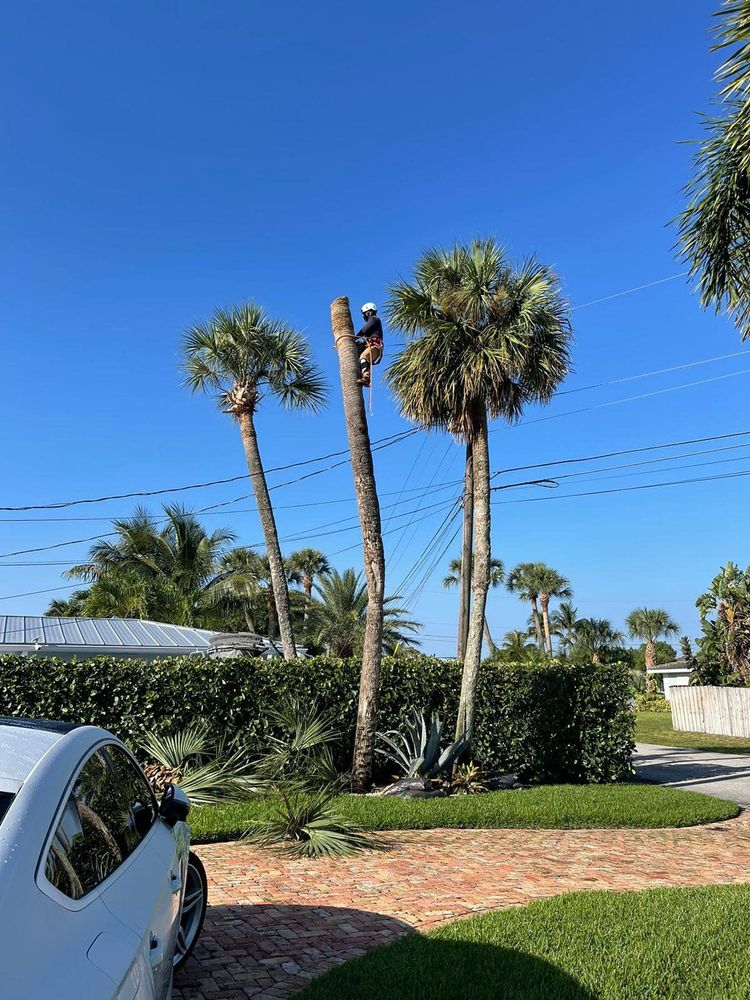 Tree Trimming and Removal for Rey Landscaping & Lawn service LLC in West Palm Beach,  FL