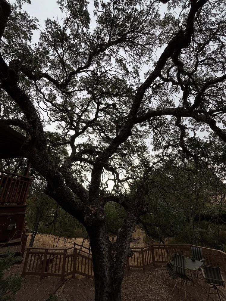 All Photos for A1 Junk & Tree Solutions, LLC in Paso Robles, CA