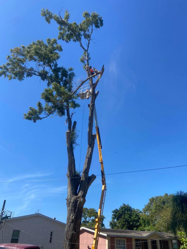 All Photos for Efficient and Reliable Tree Service in Lake Wales, FL