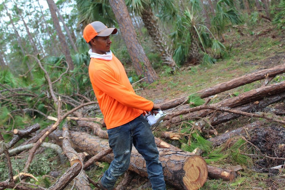 Tree Removal for American Tree Masters in Alvin, TX