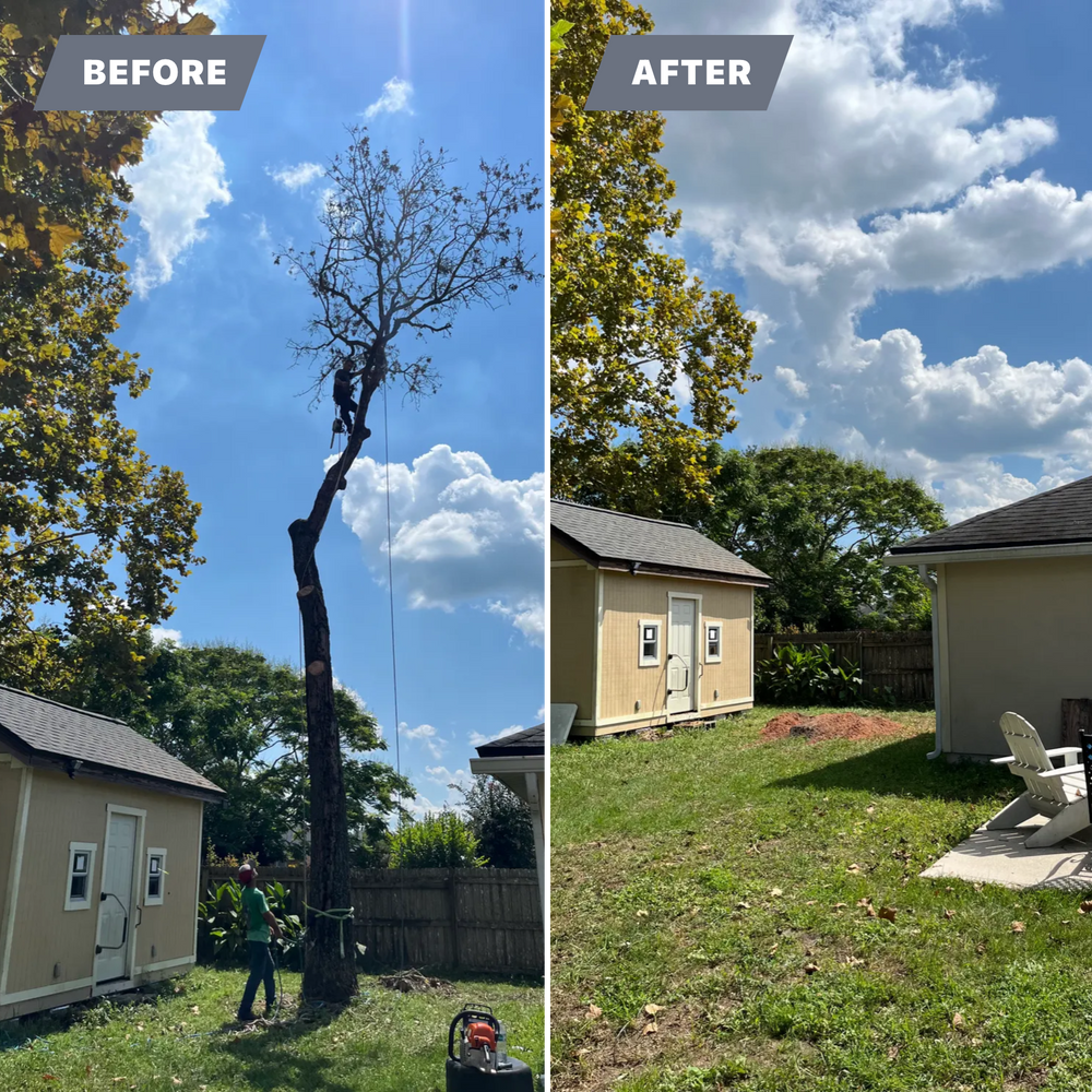 All Photos for Top Notch Tree Experts in Orange Park, FL